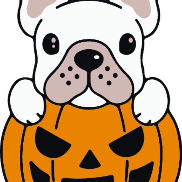 Pumpkin Frenchie White (0896) Thumbnail