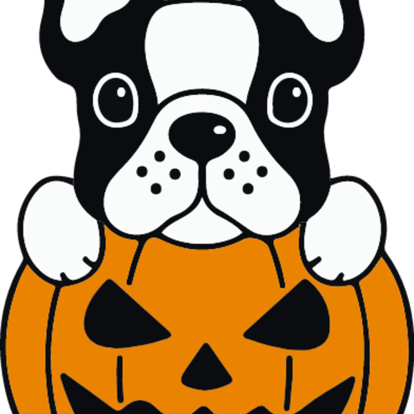 Pumpkin Frenchie (0895) Thumbnail