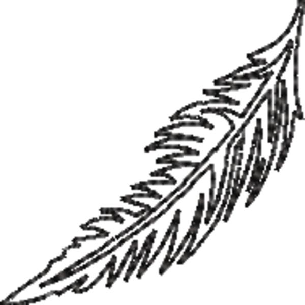Feather Line Art (0334) Thumbnail