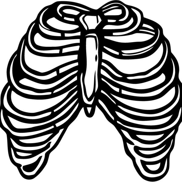 Rib cage 3 Thumbnail