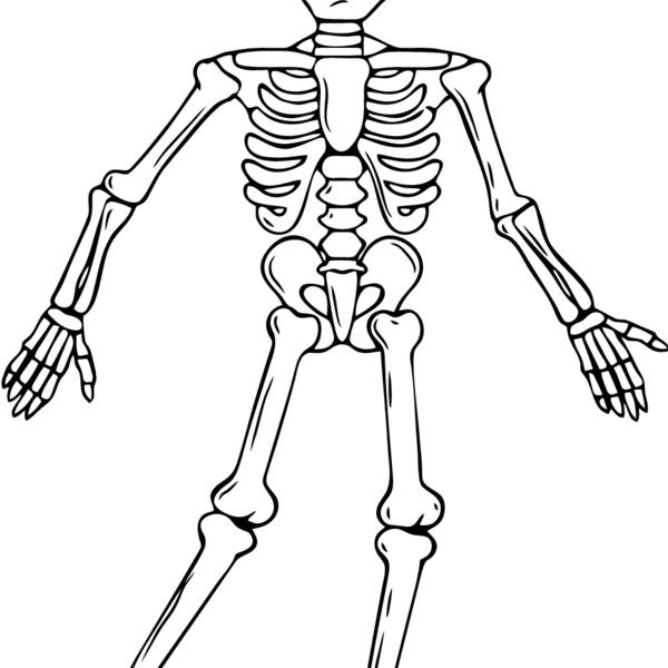 Skeleton 3 Thumbnail