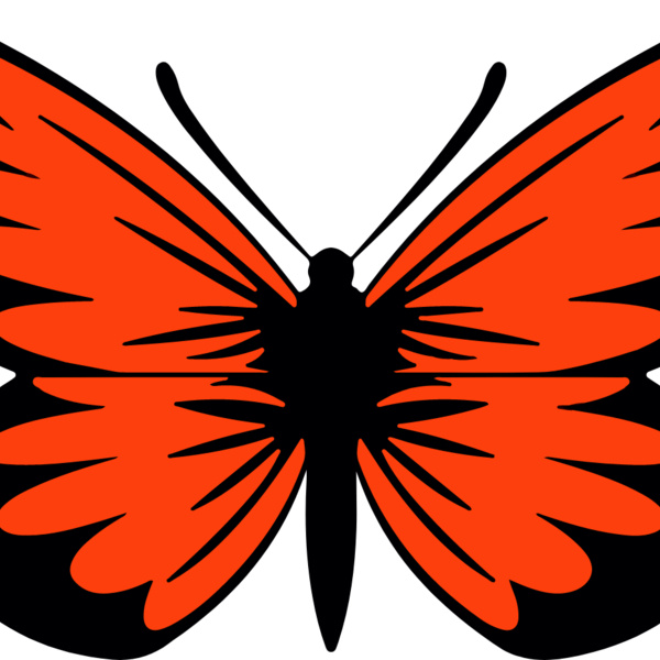 Orange Butterfly Thumbnail